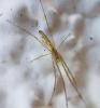 Tetragnatha sp.
